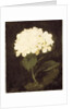 White Hydrangea by Stuart Park