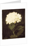 White Hydrangea by Stuart Park