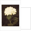 White Hydrangea by Stuart Park