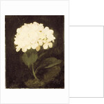 White Hydrangea by Stuart Park