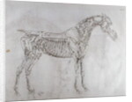 Illustration from The Anatomy of the Horse, including a particular description of the bones, cartilages, muscles...in eighteen tables by George Stubbs