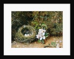 Bird's Nest with Sprays of Apple Blossoms, c.1845-50 by William Henry Hunt