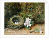 Bird's Nest with Sprays of Apple Blossoms, c.1845-50 by William Henry Hunt