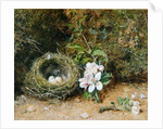 Bird's Nest with Sprays of Apple Blossoms, c.1845-50 by William Henry Hunt