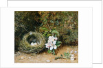 Bird's Nest with Sprays of Apple Blossoms, c.1845-50 by William Henry Hunt