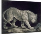 A Prowling Tiger by Elizabeth Pringle
