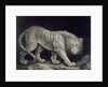 A Prowling Tiger by Elizabeth Pringle
