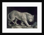 A Prowling Tiger by Elizabeth Pringle