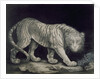 A Prowling Tiger by Elizabeth Pringle
