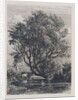 The Willow by Samuel Palmer