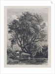 The Willow by Samuel Palmer