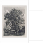 The Willow by Samuel Palmer