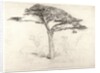 Old Cedar Tree in Botanic Garden, Chelsea, 1854 by Samuel Palmer