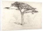 Old Cedar Tree in Botanic Garden, Chelsea, 1854 by Samuel Palmer