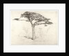Old Cedar Tree in Botanic Garden, Chelsea, 1854 by Samuel Palmer