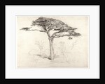 Old Cedar Tree in Botanic Garden, Chelsea, 1854 by Samuel Palmer