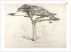 Old Cedar Tree in Botanic Garden, Chelsea, 1854 by Samuel Palmer