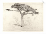Old Cedar Tree in Botanic Garden, Chelsea, 1854 by Samuel Palmer