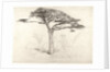 Old Cedar Tree in Botanic Garden, Chelsea, 1854 by Samuel Palmer