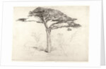 Old Cedar Tree in Botanic Garden, Chelsea, 1854 by Samuel Palmer
