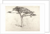 Old Cedar Tree in Botanic Garden, Chelsea, 1854 by Samuel Palmer