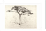 Old Cedar Tree in Botanic Garden, Chelsea, 1854 by Samuel Palmer