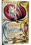 Infant Joy by William Blake