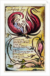 Infant Joy by William Blake