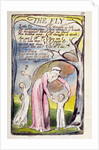 The Fly by William Blake