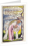 The Fly by William Blake