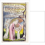 The Fly by William Blake