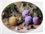 Plums and Mulberries, c.1860 by William Henry Hunt