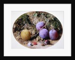 Plums and Mulberries, c.1860 by William Henry Hunt