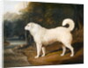 Portrait of a Dog, Ross, 1836 by David of York Dalby