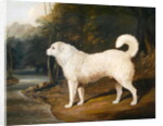 Portrait of a Dog, Ross, 1836 by David of York Dalby