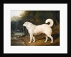 Portrait of a Dog, Ross, 1836 by David of York Dalby