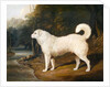 Portrait of a Dog, Ross, 1836 by David of York Dalby