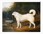 Portrait of a Dog, Ross, 1836 by David of York Dalby