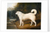 Portrait of a Dog, Ross, 1836 by David of York Dalby