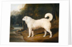 Portrait of a Dog, Ross, 1836 by David of York Dalby