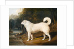Portrait of a Dog, Ross, 1836 by David of York Dalby