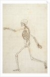 Study of the Human Figure, Lateral View by George Stubbs