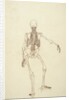 Study of the Human Figure, Posterior View by George Stubbs