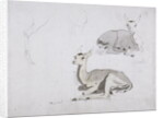 Studies of young Pallah Deer Resting, c.1802 by Samuel Daniell