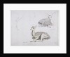 Studies of young Pallah Deer Resting, c.1802 by Samuel Daniell