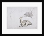 Studies of young Pallah Deer Resting, c.1802 by Samuel Daniell