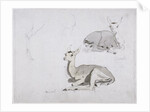 Studies of young Pallah Deer Resting, c.1802 by Samuel Daniell
