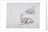 Studies of young Pallah Deer Resting, c.1802 by Samuel Daniell
