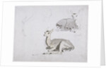 Studies of young Pallah Deer Resting, c.1802 by Samuel Daniell