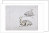 Studies of young Pallah Deer Resting, c.1802 by Samuel Daniell